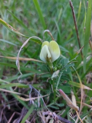 Vicia hybrida