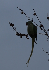 Psittacula eupatria