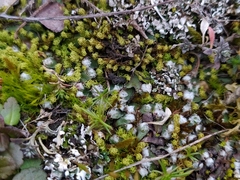 Mannia fragrans