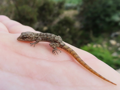 Mediodactylus oertzeni