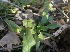 Eurybia radulina