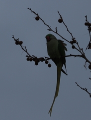Psittacula eupatria