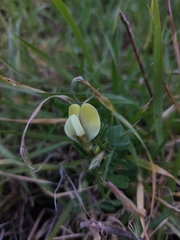 Vicia hybrida