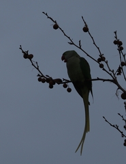 Psittacula eupatria