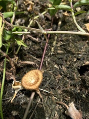 Lentinus