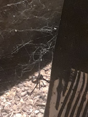 Latrodectus