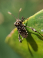 Merocoris