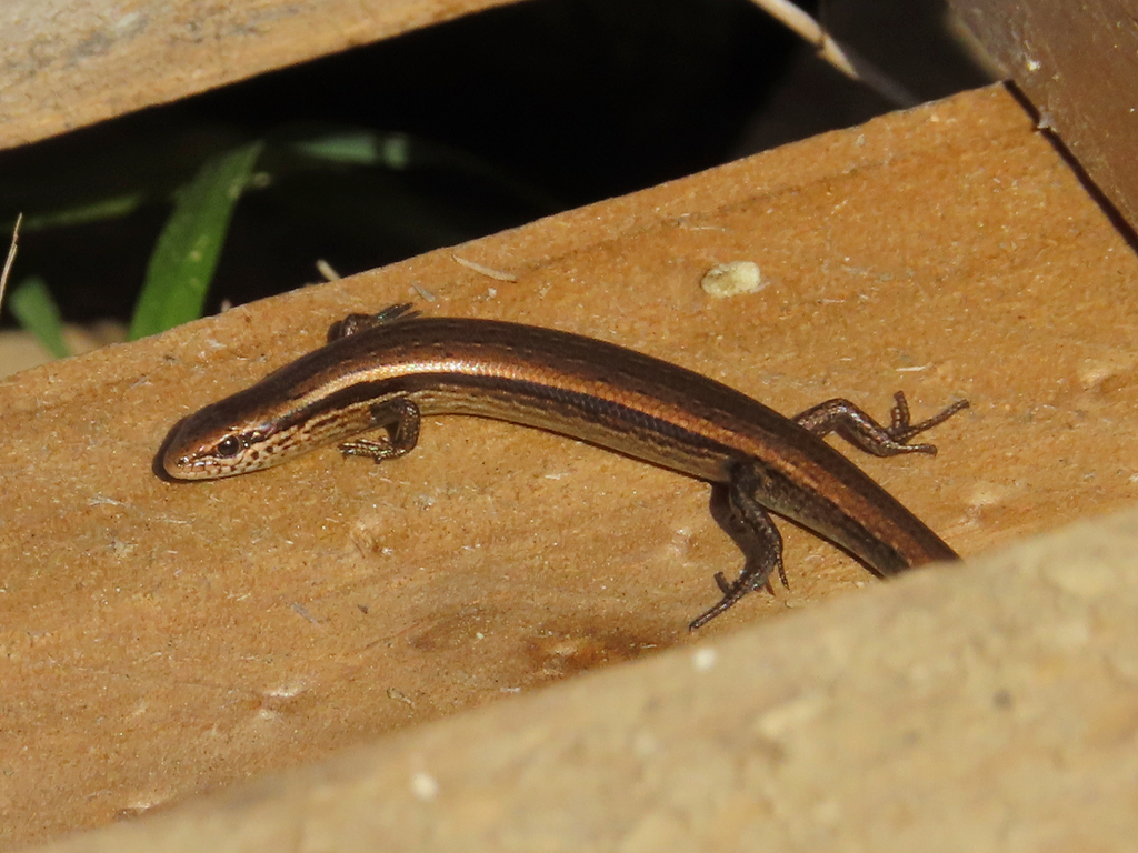 Juniper Skink