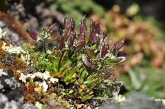 Draba fladnizensis