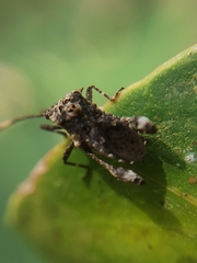 Merocoris