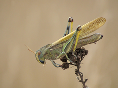 Locusta migratoria