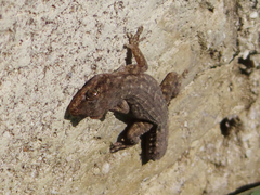 Mediodactylus oertzeni