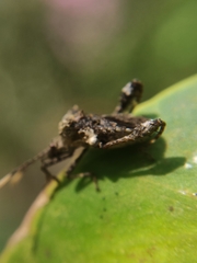Merocoris