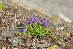 Phyteuma hemisphaericum