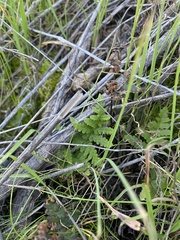 Pentagramma triangularis