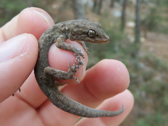 Mediodactylus oertzeni