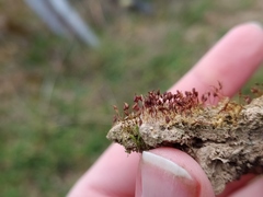 Pterygoneurum ovatum