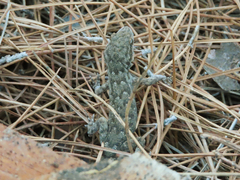 Mediodactylus oertzeni