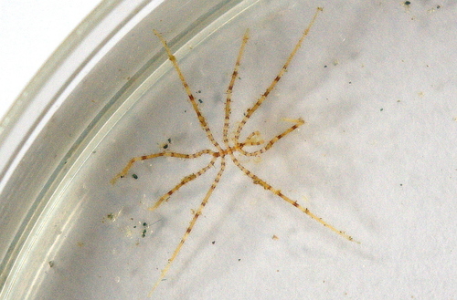 elegant sea spider