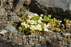Cerastium uniflorum