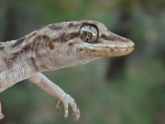 Mediodactylus oertzeni