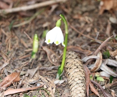 Leucojum vernum