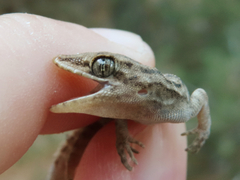 Mediodactylus oertzeni