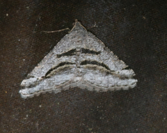 Digrammia continuata