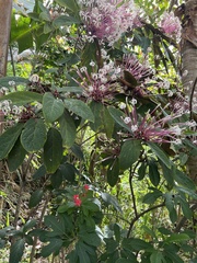 Clerodendrum quadriloculare