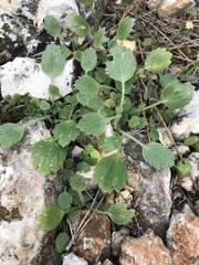 Ranunculus asiaticus