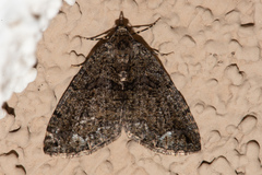 Hydriomena albifasciata