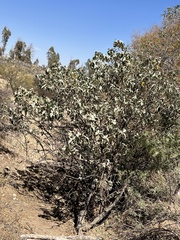 Eucalyptus melanophloia