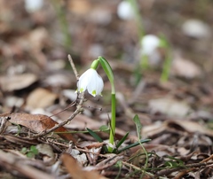 Leucojum vernum