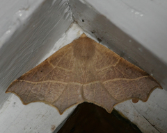 Tetracis cervinaria