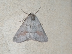 Adalbertia castiliaria