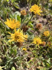 Heterotheca