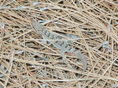 Mediodactylus oertzeni