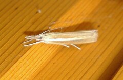 Agriphila selasella