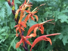 Chasmanthe floribunda