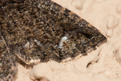 Hydriomena albifasciata