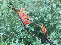 Chasmanthe floribunda