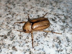 Rhizotrogus aestivus