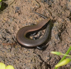 Chalcides viridanus