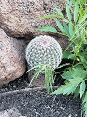 Echinocereus pectinatus rutowiorum