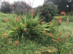 Chasmanthe floribunda