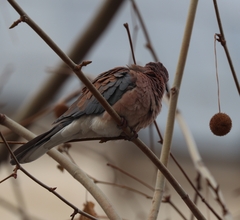 Streptopelia senegalensis