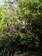 Rhododendron ponticum