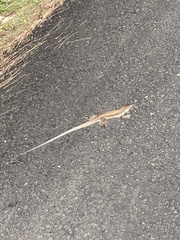 Pholidoscelis exsul