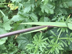 Chasmanthe floribunda