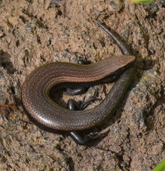 Chalcides viridanus